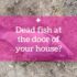 Dead fish at the door of your house